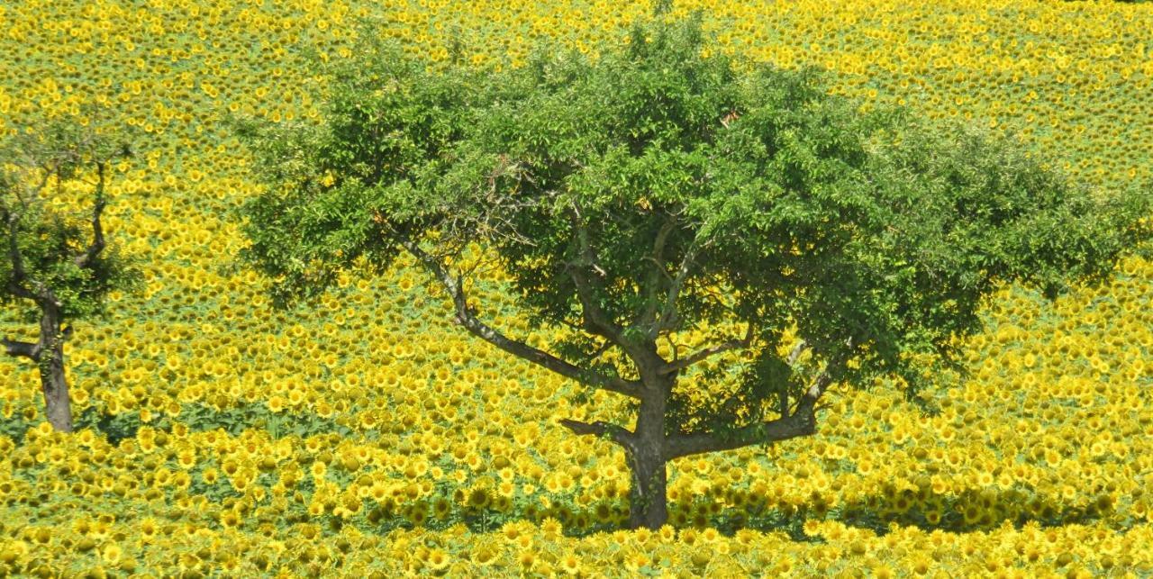 Lemoniegites Dış mekan fotoğraf